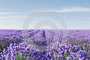 Lavender Field in Full Bloom, Serene Nature Concept