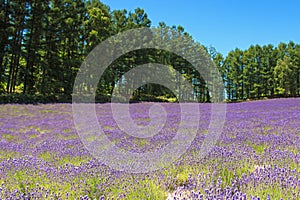 Lavender field in Furano, Hokkaido