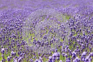 Lavender field in Furano, Hokkaido