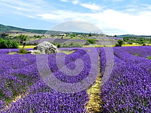 Lavender field with a garden hut, Provence, France