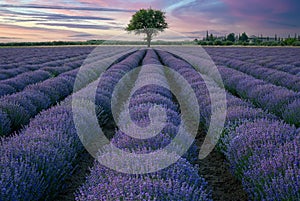 Lavender field in Greece