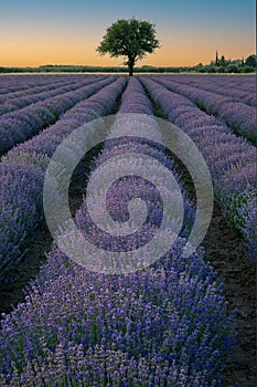 Lavender field in Greece