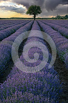 Lavender field in Greece