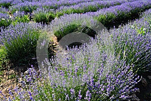 Lavender field in Greece