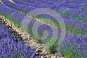 Lavender field in Greece