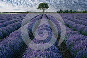 Lavender field in Greece