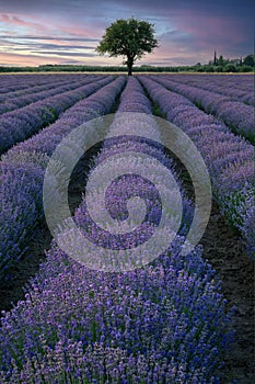 Lavender field in Greece