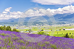 Lavender Field on Hillside of Tomita Farm in Summer, Furano, Hokkaido, Japan