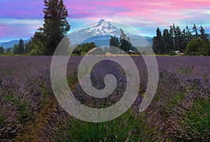 Lavender Field in Hood River Oregon After Sunset