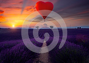 Lavender field and hot air balloon