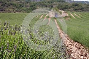 Lavender field, house in the background