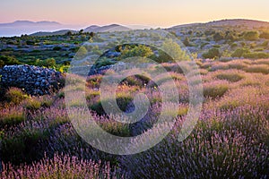 Lavender field on Hvar island, Croatia photo