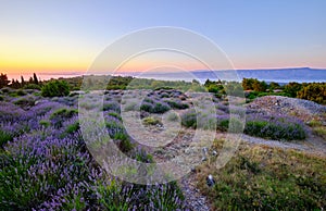 Lavender field on Hvar island at sunset photo