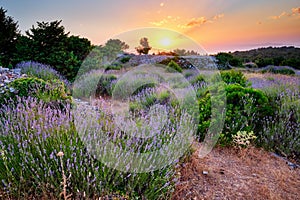 Lavender field on Hvar island, Croatia photo