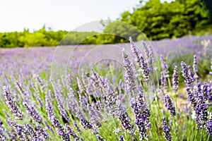 Lavender field in Italy photo