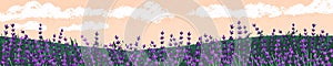 Lavender field landscape. Floral meadow panorama. Blossomed lavanda, lavandula in summer evening, panoramic view, long