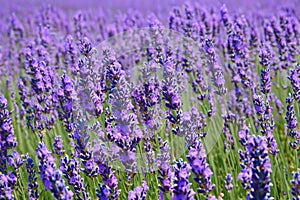 Lavender field. Lavender flowers in a lavender field. Close-up. Springtime