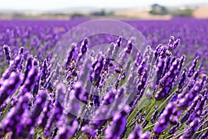 Lavender field. Lavender flowers in a lavender field. Close-up. Springtime