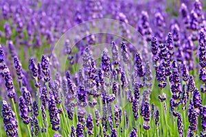 Lavender field. Lavender flowers in a lavender field. Close-up. Springtime