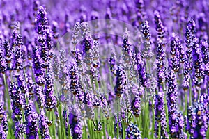 Lavender field. Lavender flowers in a lavender field. Close-up. Springtime