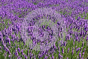 Lavender field. Lavender flowers in a lavender field. Close-up. Springtime