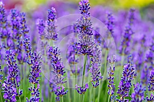 Lavender field. Lavender flowers in a lavender field. Close-up. Springtime