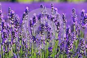 Lavender field. Lavender flowers in a lavender field. Close-up. Springtime