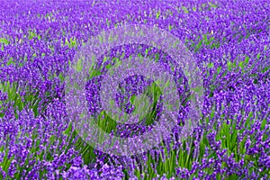 Lavender field. Lavender flowers in a lavender field. Close-up. Springtime