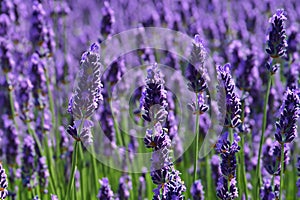 Lavender field. Lavender flowers in a lavender field. Close-up. Springtime