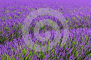 Lavender field. Lavender flowers in a lavender field. Close-up. Springtime
