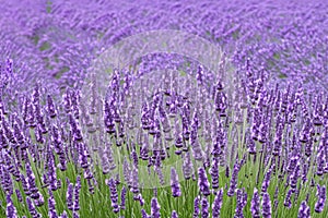 Lavender field. Lavender flowers in a lavender field. Close-up. Springtime