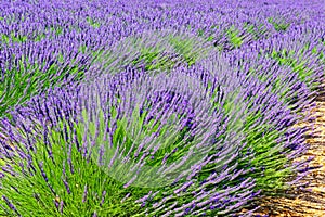 Lavender field. Lavender flowers in a lavender field. Close-up. Springtime