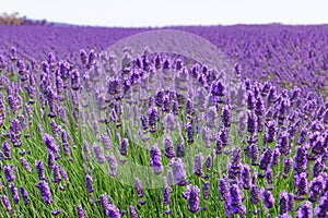 Lavender field. Lavender flowers in a lavender field. Close-up. Springtime