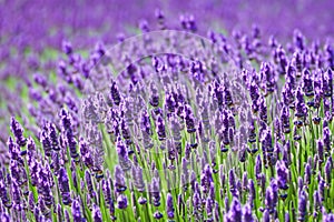 Lavender field. Lavender flowers in a lavender field. Close-up. Springtime