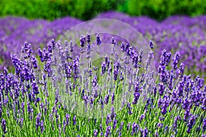 Lavender field. Lavender flowers in a lavender field. Close-up. Springtime