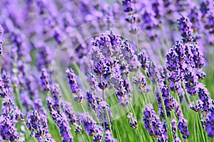 Lavender field. Lavender flowers in a lavender field. Close-up. Springtime