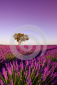 Lavender field with lonely oak tree