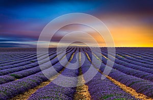 The lavender field 4