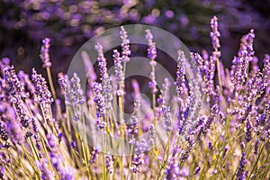 Lavender field macro in Provence, beautiful closeup and blurred foliage background in early summer scenery