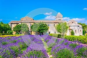 Lavender field in the monastery of Saint Paul de Mausole in France