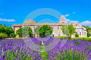 Lavender field in the monastery of Saint Paul de Mausole in France