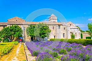 Lavender field in the monastery of Saint Paul de Mausole in France