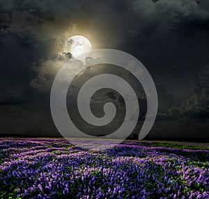 Lavanda en luz de la luna 