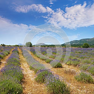Lavender field in mountain valley of Dinaric Alps on sunny summer day. Bosnia and Herzegovina, Republika Srpska