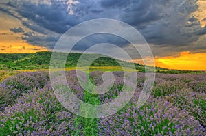 Lavender field near Cherven bryag, Bulgaria