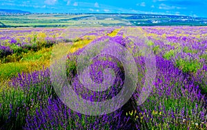 Lavender field near the city of Bakhchisarai