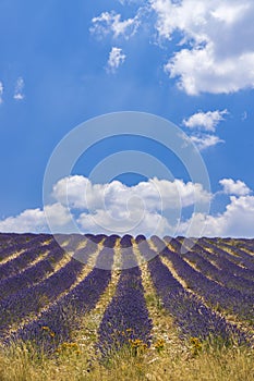 Lavender field near Montbrun les Bains and Sault, Provence, France