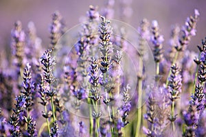 Lavender field near small town Apt, Provence, france