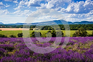 Lavender field near the Ventoux mount
