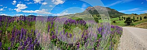 Lavender field next to unpaved road, Coyhaique, Chile